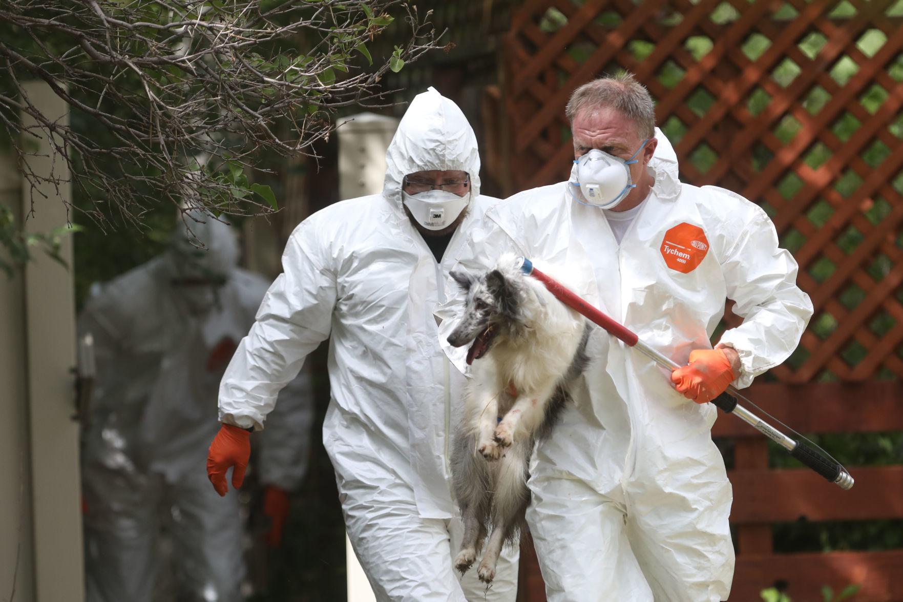 Animal Rescue